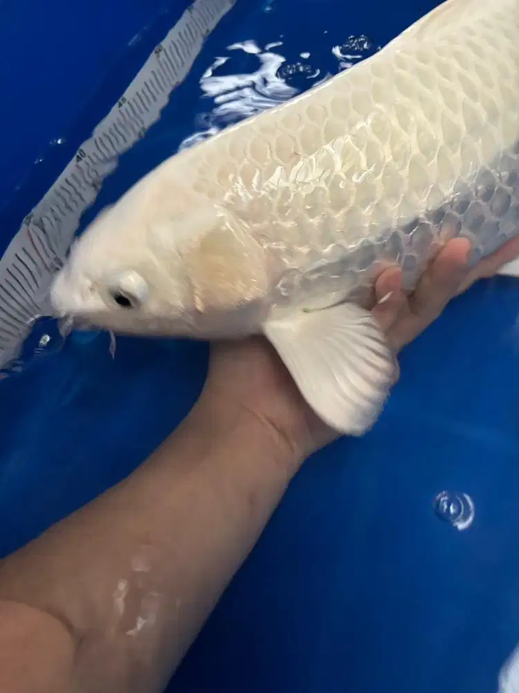 Ikan koi platinum ginrin HQ
