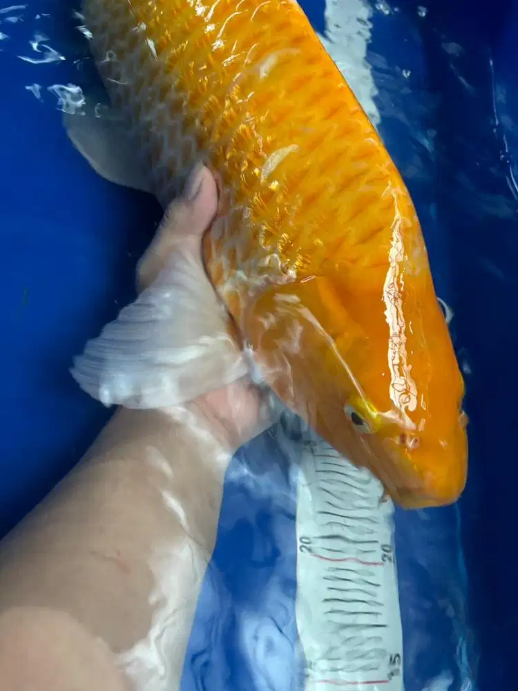 Ikan koi karasi manggo ginrin