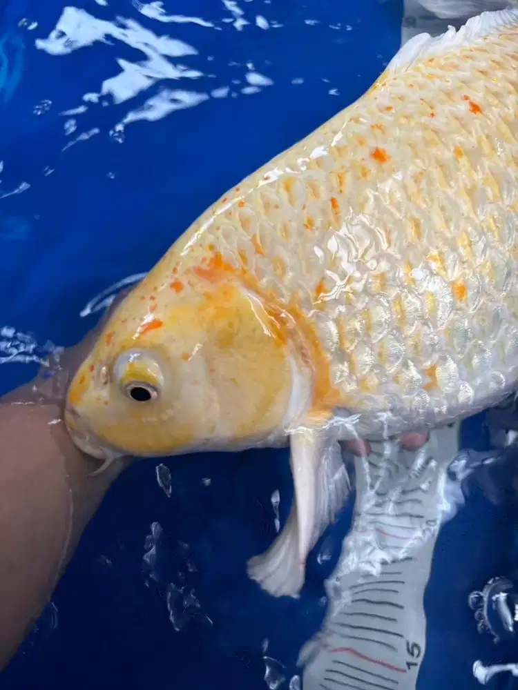 Ogon x corn semi SB, baby face