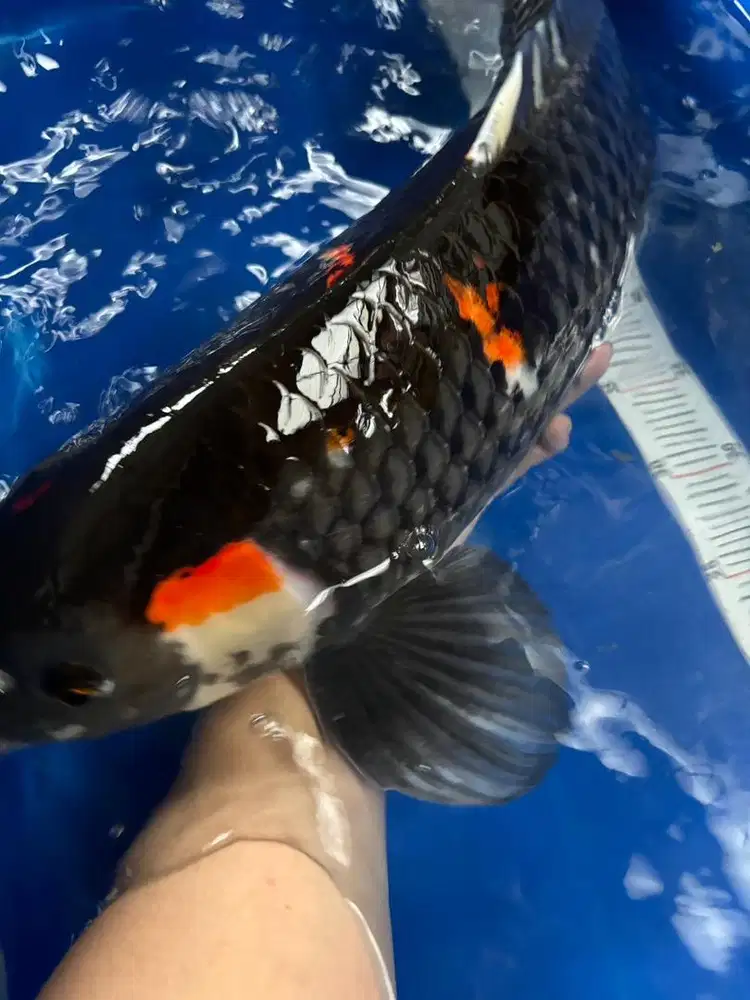 Showa import mutasi warna