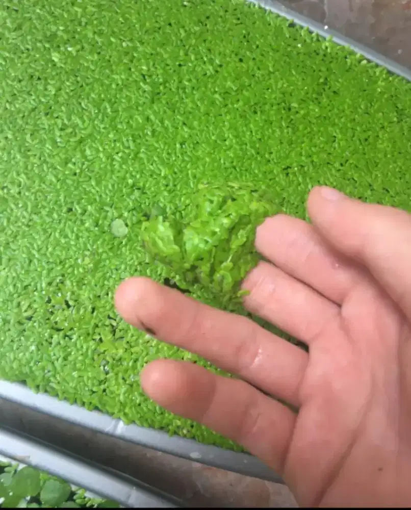 Tanaman Air Mata Lele/Lemna Minor