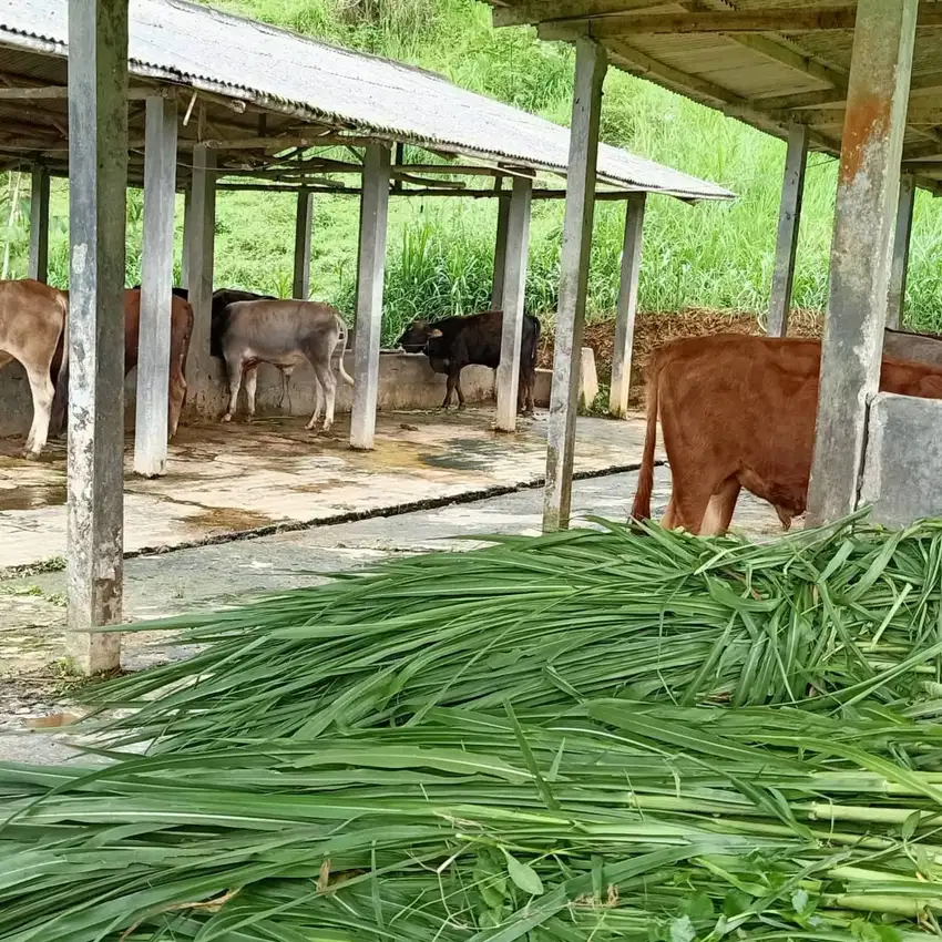 DIJUAL -  LAHAN PETERNAKAN DAN PERTANIAN SERTA RUMAH TINGGAL