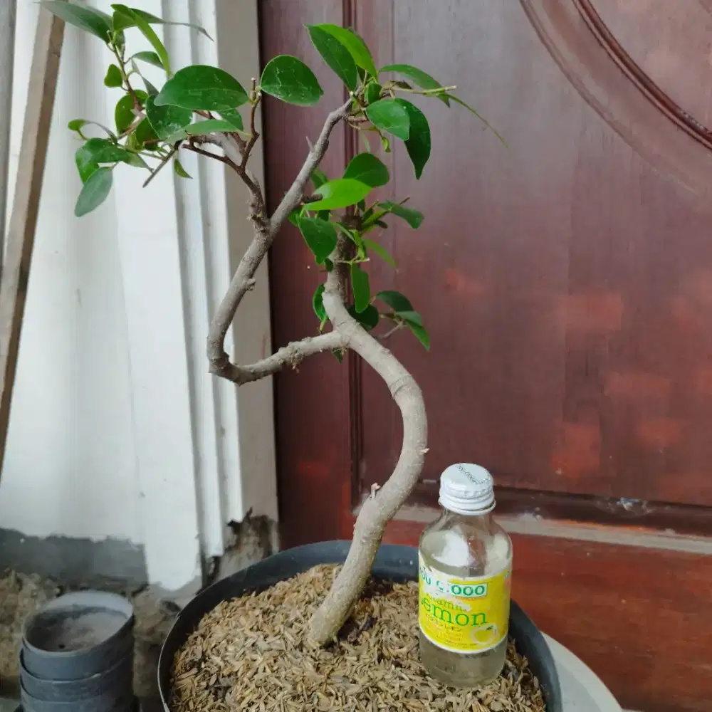 Bonsai Beringin Iprik Meliuk