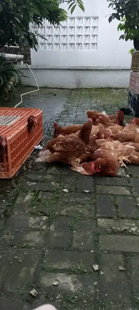 Pullet umur 15 Minggu siap produksi