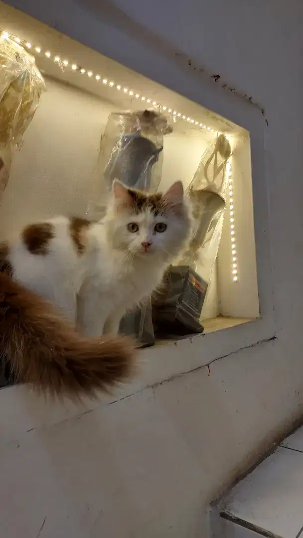 Maine Coon mix Persia