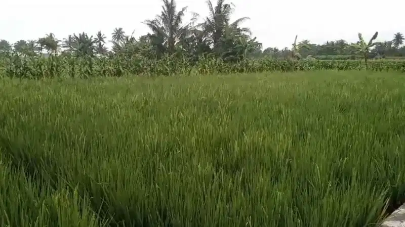 sawah produktif pinggir jalan