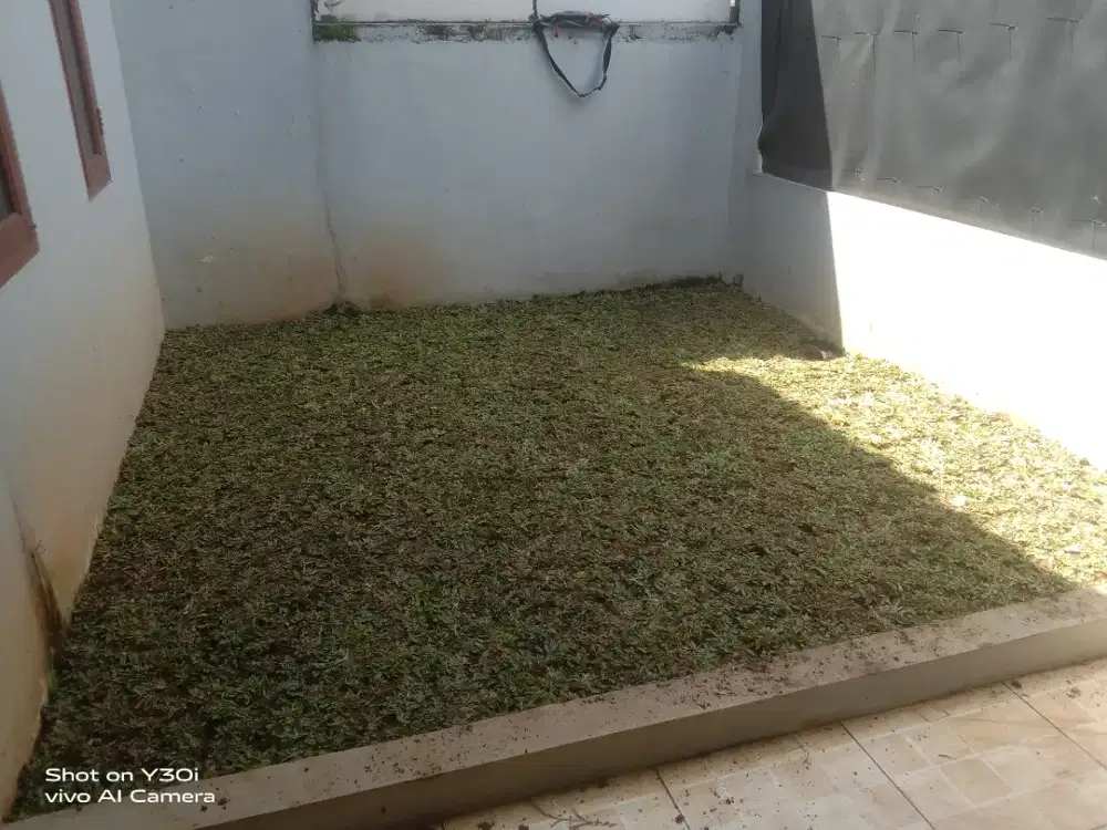 Ready Setok rumput taman hias