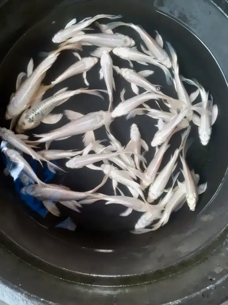 Jual koi platinum slayer uk 15 20 cm paket 30 ekor