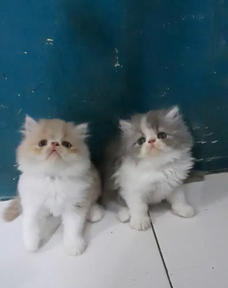 kitten persia peaknose