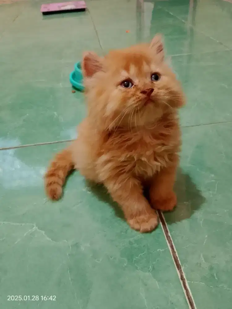 Kucing Ras Anggora Persia