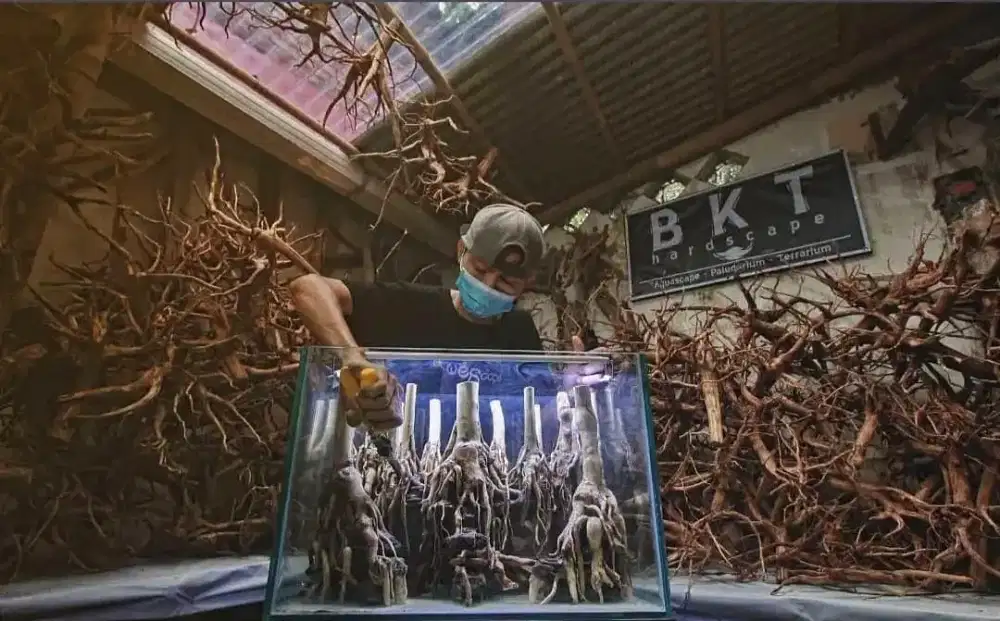 Aquascape, Paludarium & Terrarium