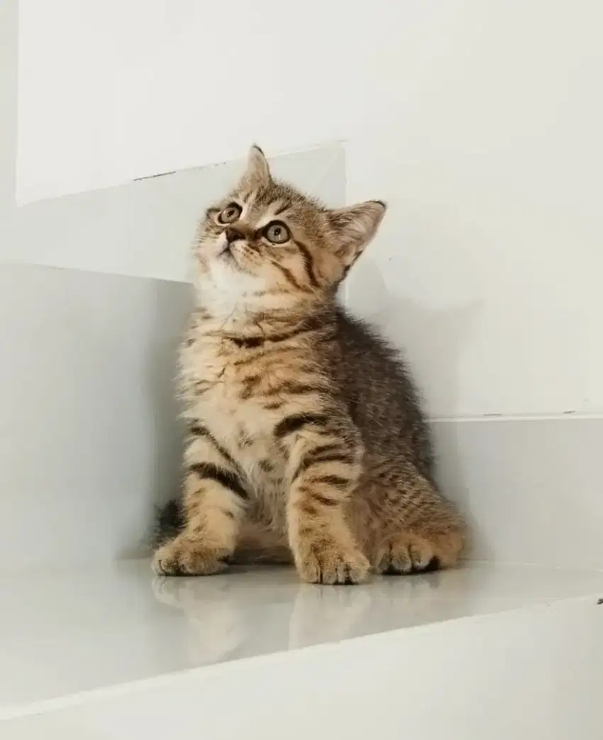 BSH Golden Tabby