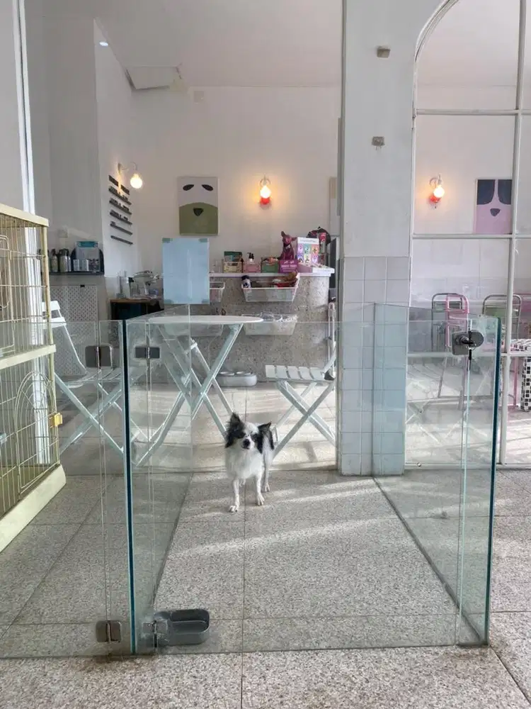 Chihuahua Long Hair Murah Meriah