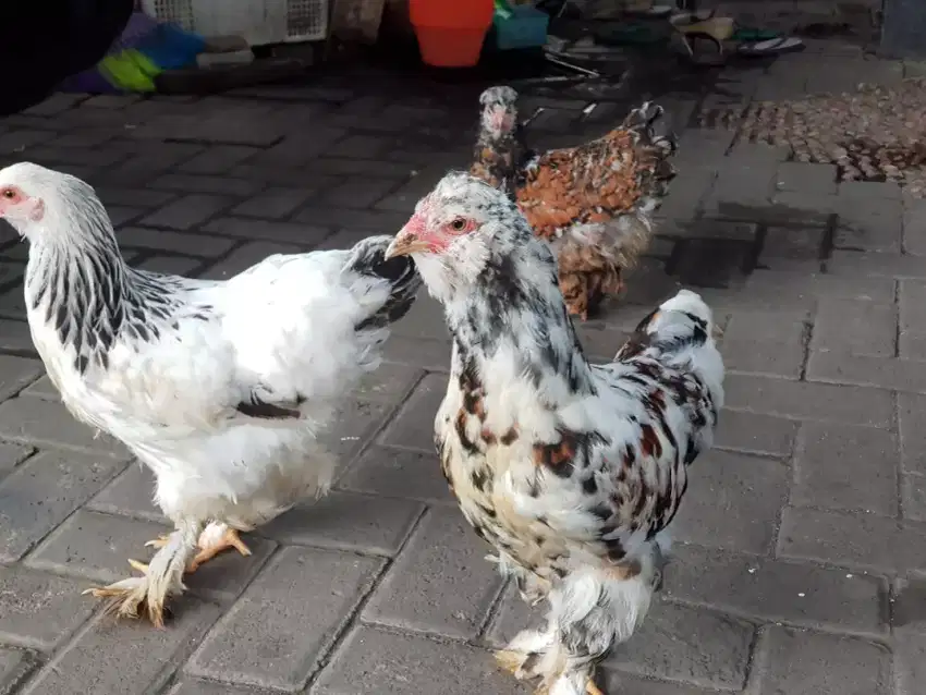 Ayam Brahma Porselin Jambul