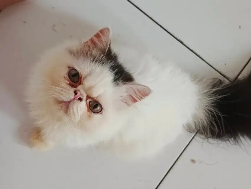 Murah aja biar cepat,Lepas adopt persia peaknose betina