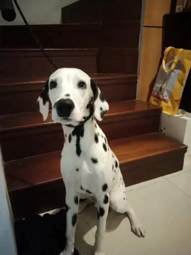 Grooming panggilan cat&dog_TERDEKAT