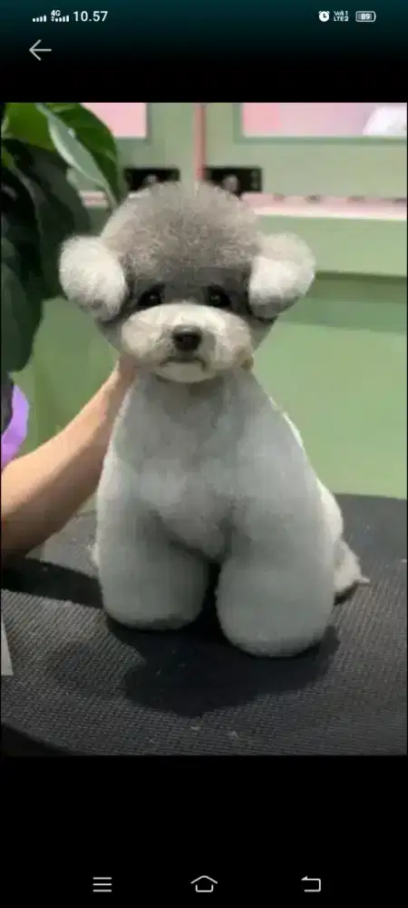 JASA GROOMING PANGGILAN KUCING&ANJING