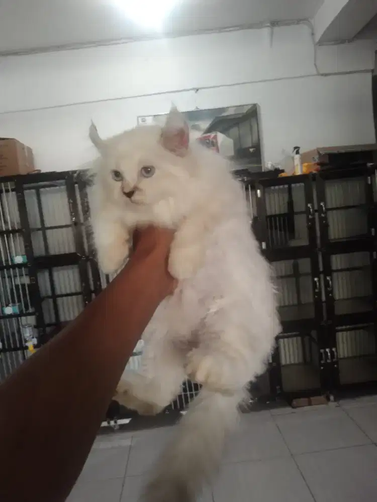 Jasa mandi anjing dan kucing panggilan jakarta tangerang depok