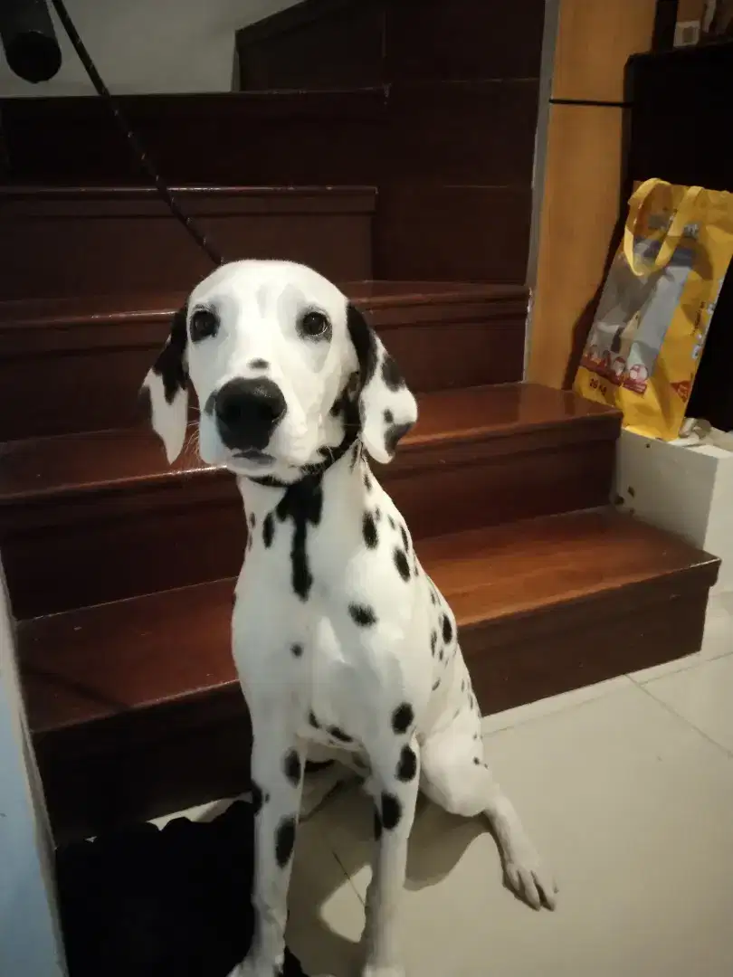 GROOMING ANJING&KUCING PANGGILAN_PINAG TANGERANG