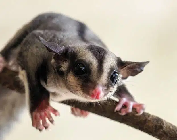 Sugar Glider murah borongan