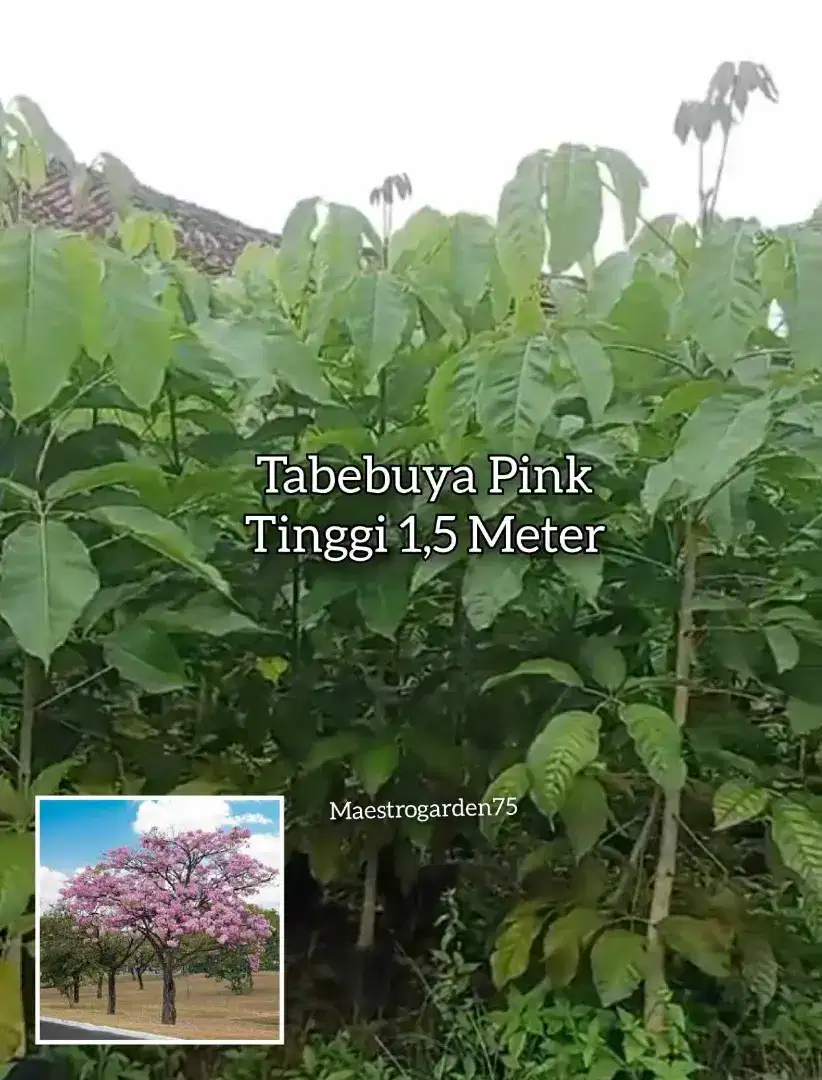 Tabebuya Pink Tinggi 1,5 Meter
