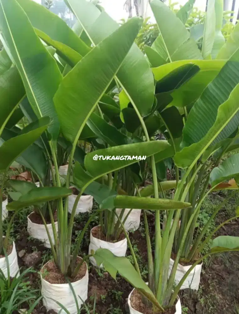 Tanaman pisang kipas