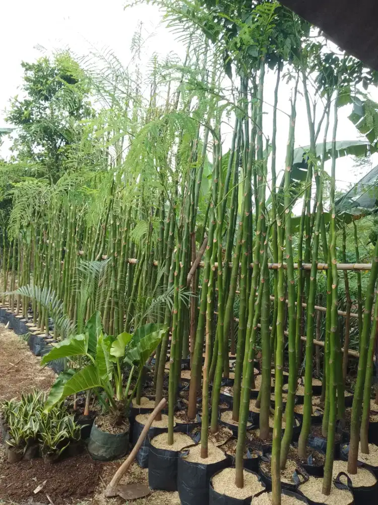 Tanaman  solobium pakis Brazil