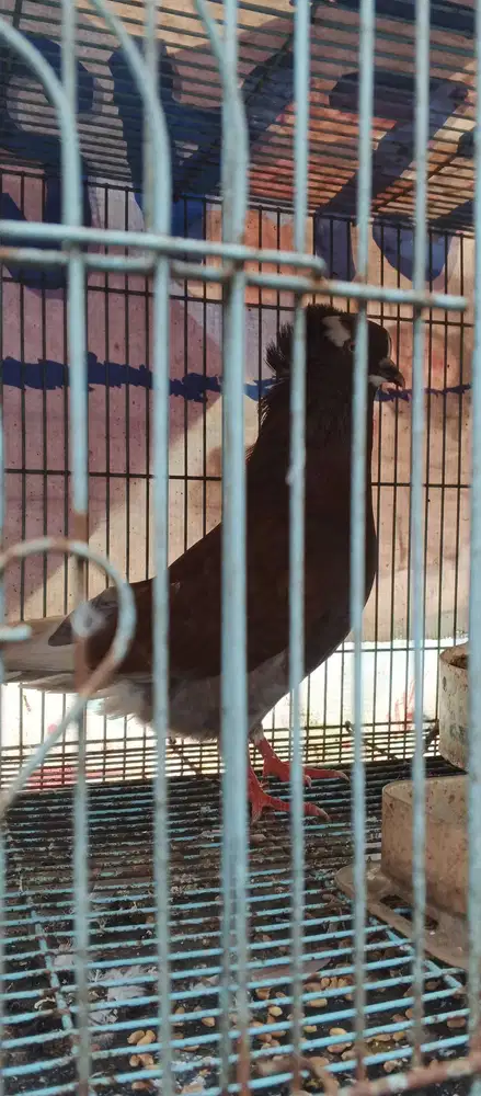 merpati felegyhazer jantan