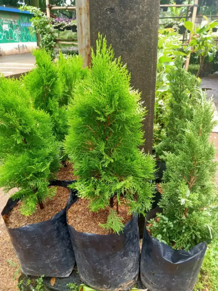 Tukang taman menjual pohon hias dan jual rumput