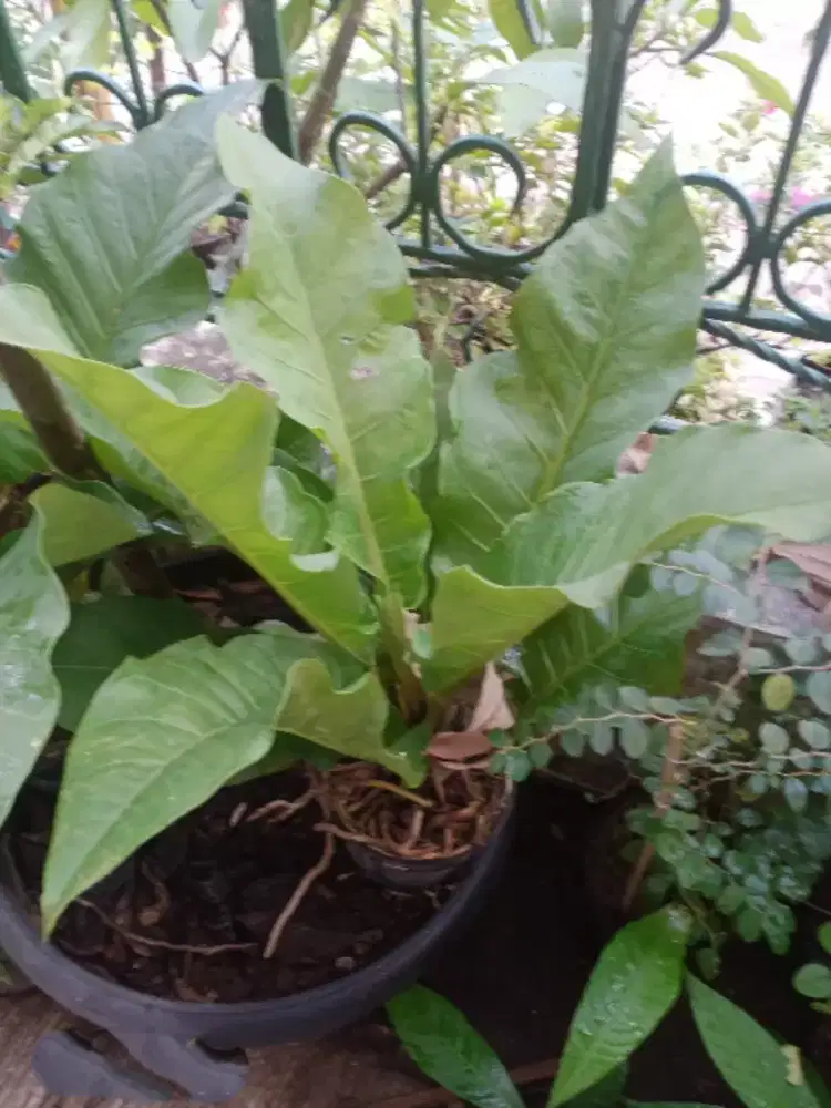 Bunga Antorium Hukeri , Tanaman Hias