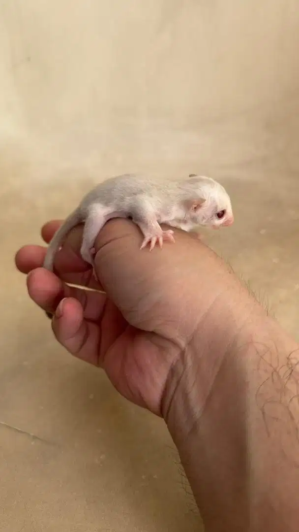 Sugar Glider WF Creamino Joey 1 Bulan - Jinak Lucu