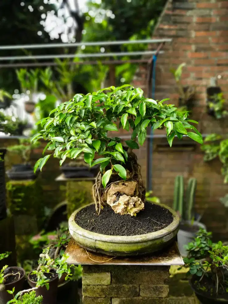 Jual bonsai Wringin OTR