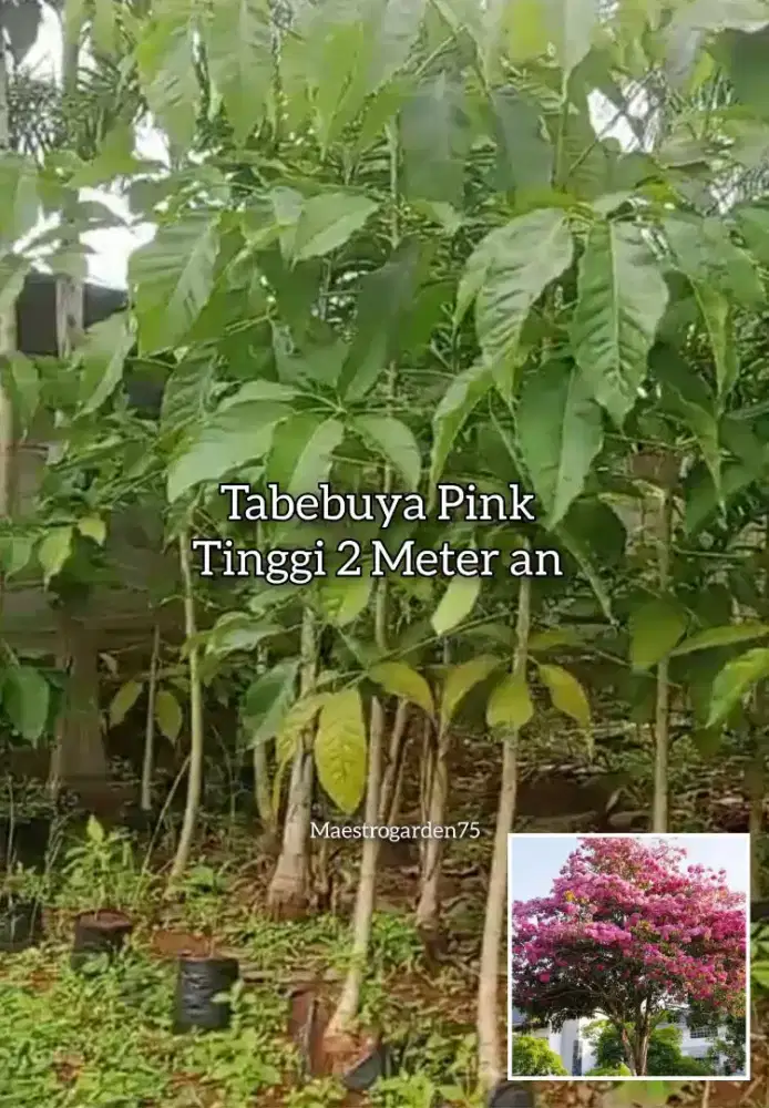Tabebuya Pink Tinggi 2 Meter an