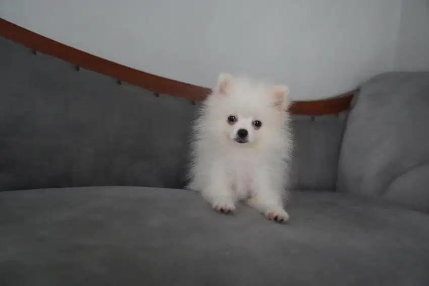 anjing mini pom pomeranian betina 4bln snow white