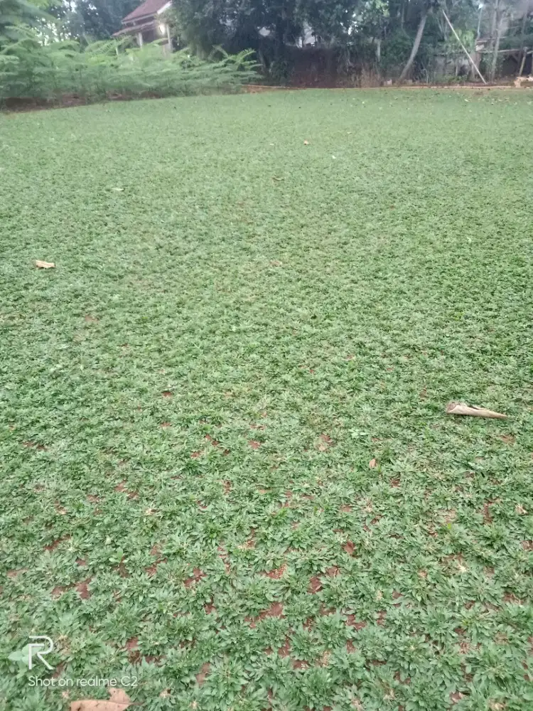 Jual rumput jual pohon hias
