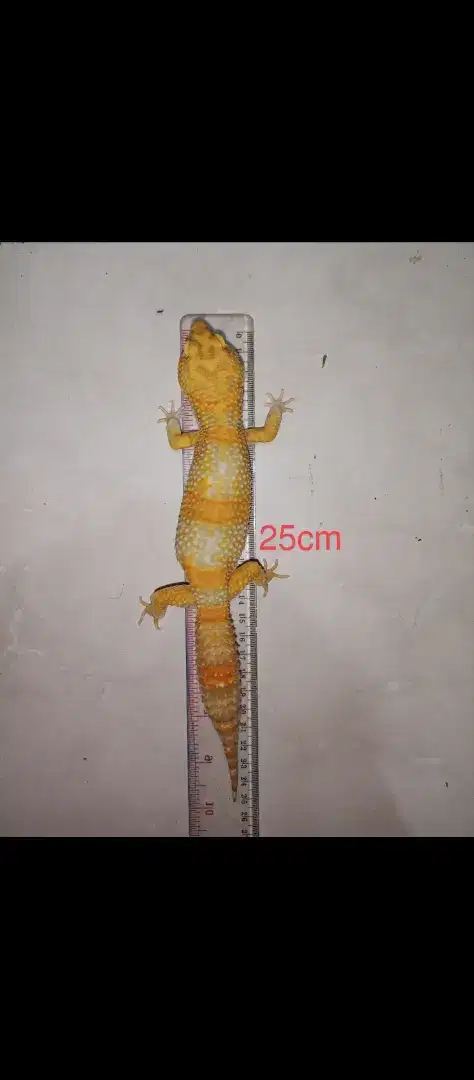 Gecko murah panjang