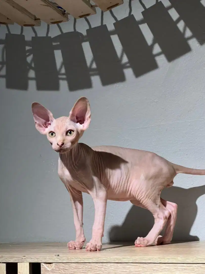 Kitten sphynx jantan bioclor line bambino