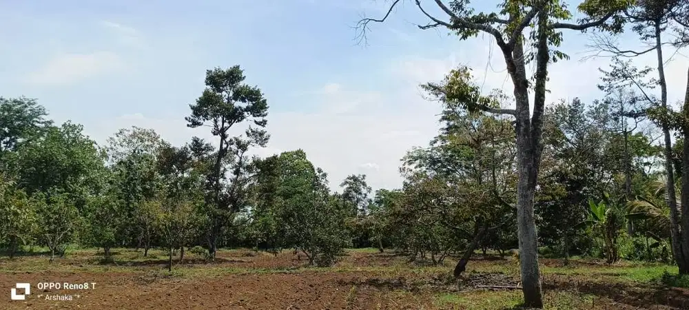 Tanah Sangat Luas Singosari Malang Cocok untuk Pabrik, Perumahan