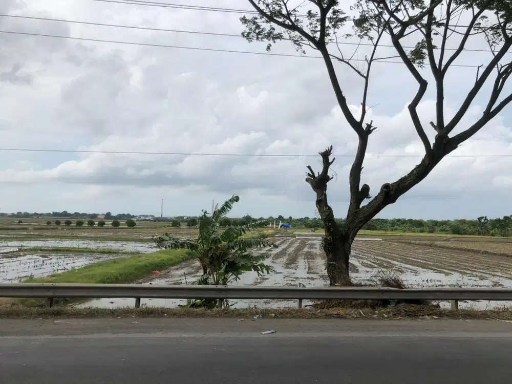 Tanah 4360m2 (1.5jt/m) nego - jalan raya pantura  Demak lebar 50meter