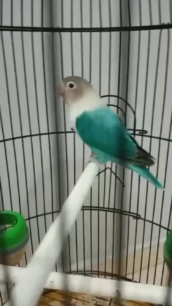 Kandang burung + isinya