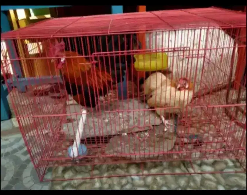 Ayam Kate sehat