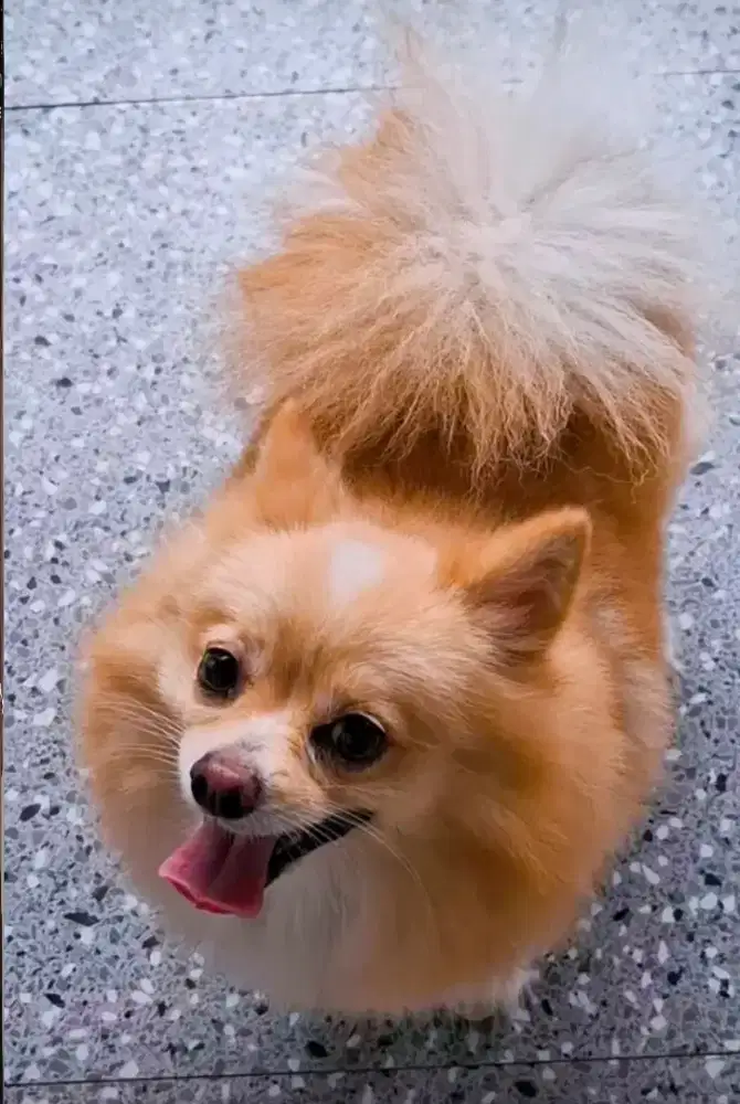 Anjing mini pomerianian betina