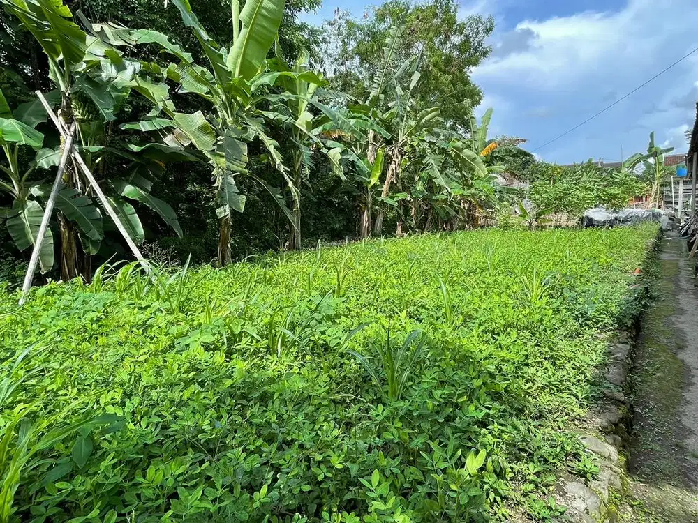 Dijual tanah kosong di daerah Widodomartani Sleman