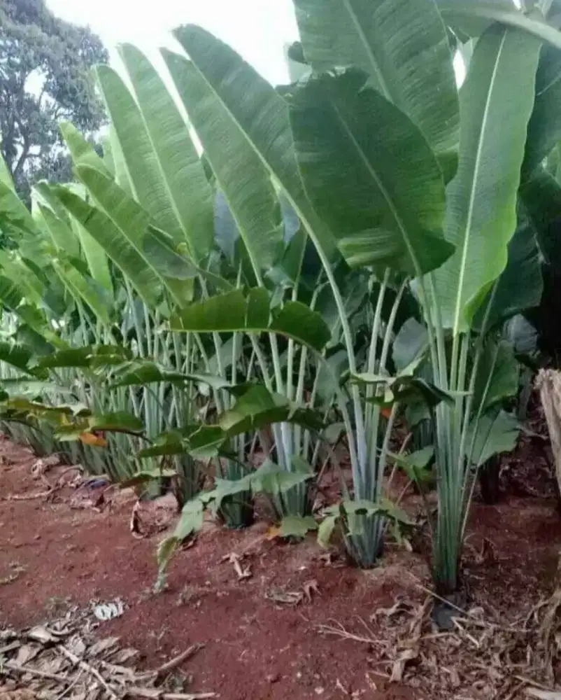 pohon pisang kipas
