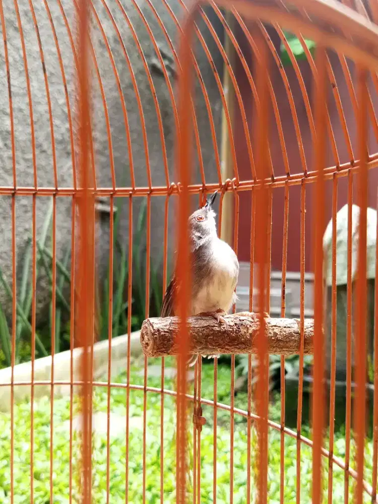 Ciblek Putih Kristal Ring Jantan Gacor