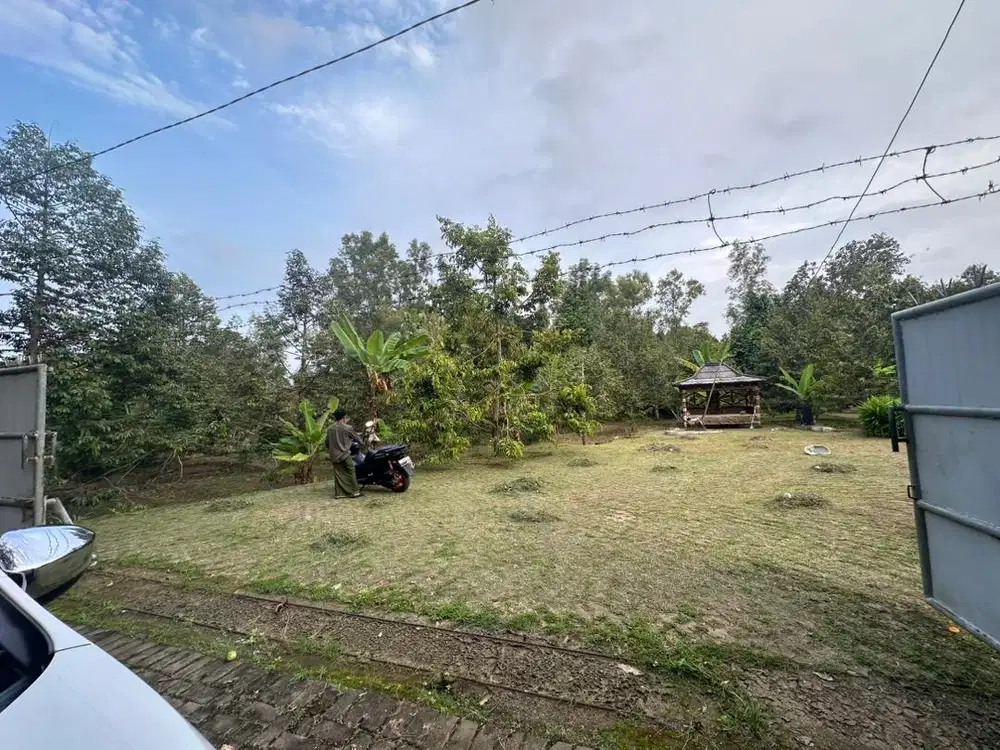 Kebun Durian Musangking, Bawor dan Duri Hitam ( Black Thorn / Ochee)