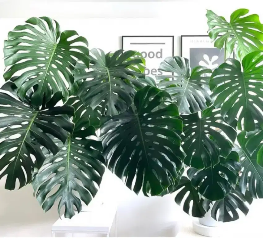 Tanaman monstera king