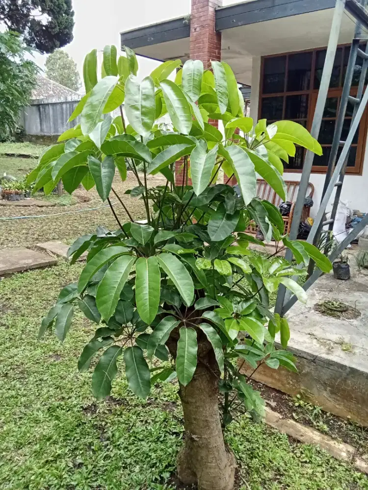 Tanaman hias jongker