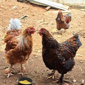 Ayam BrahmaXWyandotte