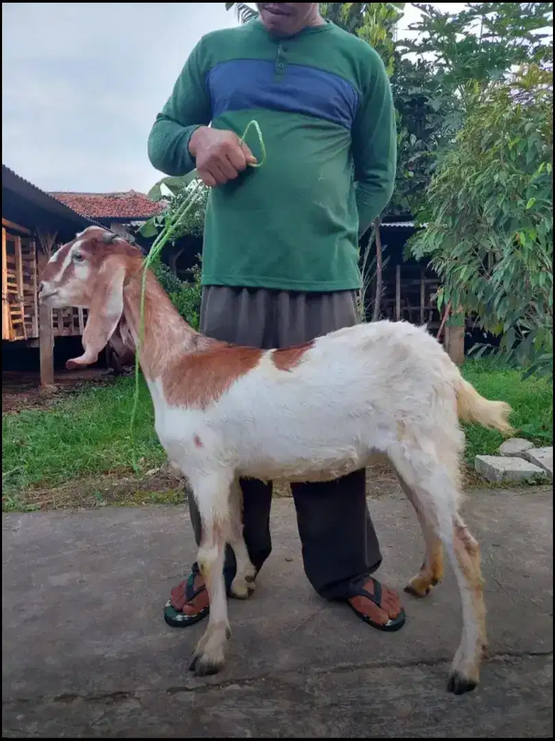 Kambing Qurban, Aqiqah,  dan Pelihara / Kambing Jantan dan Betina